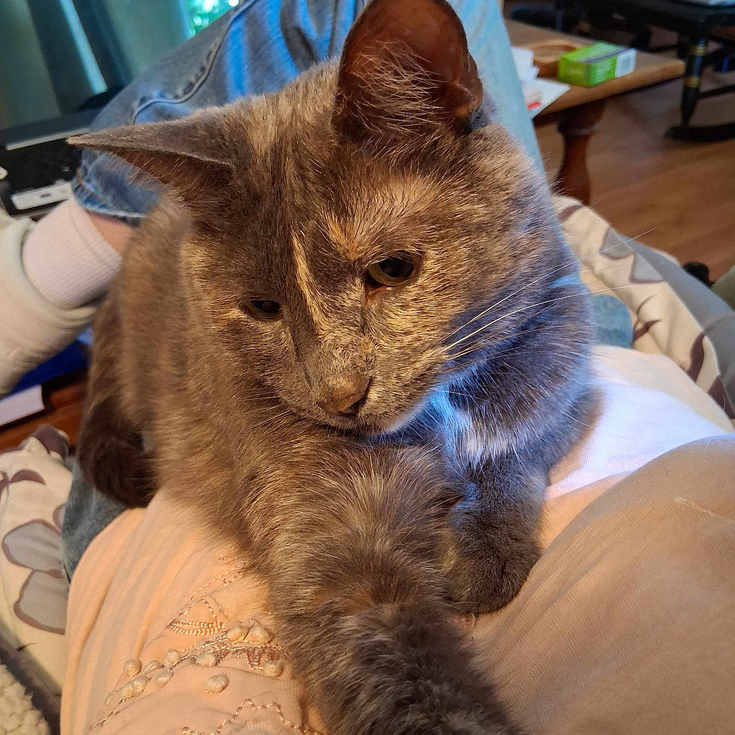 Isabelle joined the competition — help win amazing prizes! cat, pet, indoor, feline, relaxed, lap, fur, stretching, closeup, person, clothing, jeans, chair, table, laptop, wooden_floor, cushion, home, cozy, resting
