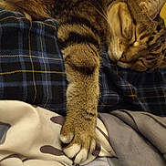 Meow Mix is registered to the contest to win money with this photo: cat, tabby_cat, sleeping, pet, furry, paw, whiskers, closed_eyes, relaxed, cuddling, blanket, plaid, bed, indoor, cozy, animal, mammal, brown_fur, portrait, cute