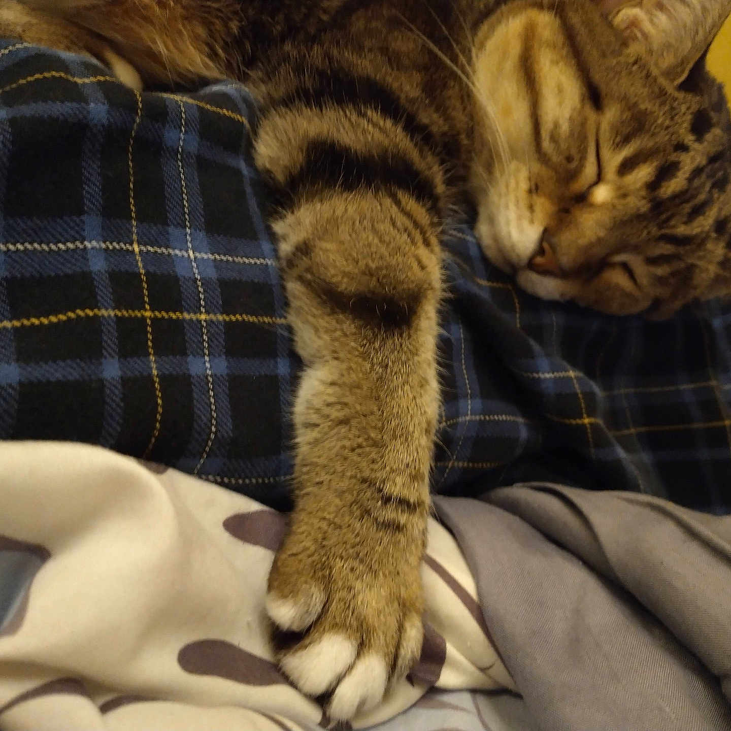 Meow Mix