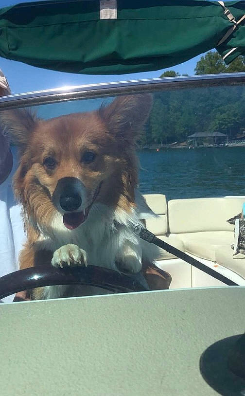 Winston joined the competition — help win amazing prizes! auto_part, automotive_exterior, automotive_window_part, boat, boats_and_boating_equipment_and_supplies, carnivore, companion_dog, dog, dog_breed, eyewear, fur, leisure, motor_vehicle, snout, sporting_group, toy_dog, vehicle_door, water, windscreen_wiper, windshield
