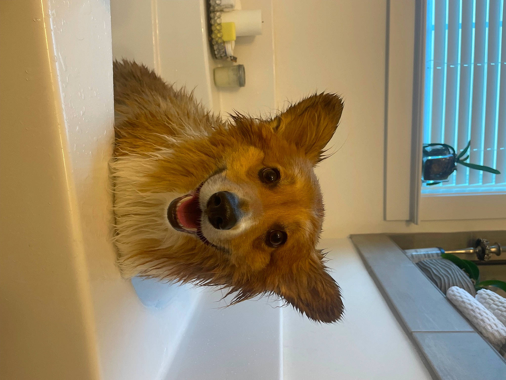 Winston joined the competition — help win amazing prizes! canidae, carnivore, companion_dog, dog, dog_breed, door, fawn, felidae, flooring, fur, home_appliance, picture_frame, room, snout, sporting_group, terrestrial_animal, whiskers, window, window_blind, wood