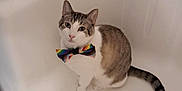 Boomer is registered to the contest to win money with this photo: cat, bathtub, bow_tie, pet, indoor, shampoo_bottles, lotion, drain, white, striped_tail, feline, animal, cute, sitting, bathroom, clean, portrait, looking_up, domestic_cat, colorful
