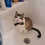 cat, bathtub, bow_tie, pet, indoor, shampoo_bottles, lotion, drain, white, striped_tail, feline, animal, cute, sitting, bathroom, clean, portrait, looking_up, domestic_cat, colorful