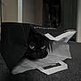 cat, black_cat, paper_bag, curious, indoor, carpet, pet, animal, eyes, playful, hidden, peek, whiskers, shadow, floor, room, domestic, cute, feline, mystery