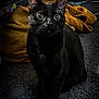 black_cat, cat, pet, animal, wide_eyes, curious, indoor, carpet, towel, orange_towel, feline, whiskers, ears, fur, sitting, looking, alert, domestic_cat, cute, mammal