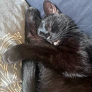 Gigi joined the competition — help win amazing prizes! black_cat, sleeping, cat, pet, fur, whiskers, tail, paw, bed, blanket, cozy, resting, cute, animal, indoor, domestic, feline, peaceful, close_up, relaxed