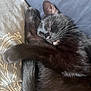 black_cat, sleeping, cat, pet, fur, whiskers, tail, paw, bed, blanket, cozy, resting, cute, animal, indoor, domestic, feline, peaceful, close_up, relaxed