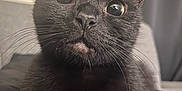 Gigi joined the competition — help win amazing prizes! cat, black_cat, close_up, whiskers, wide_eyes, indoor, pet, feline, curious, resting, animal, soft_light, portrait, fur, ears, nose, face, domestic_cat, cute, companion