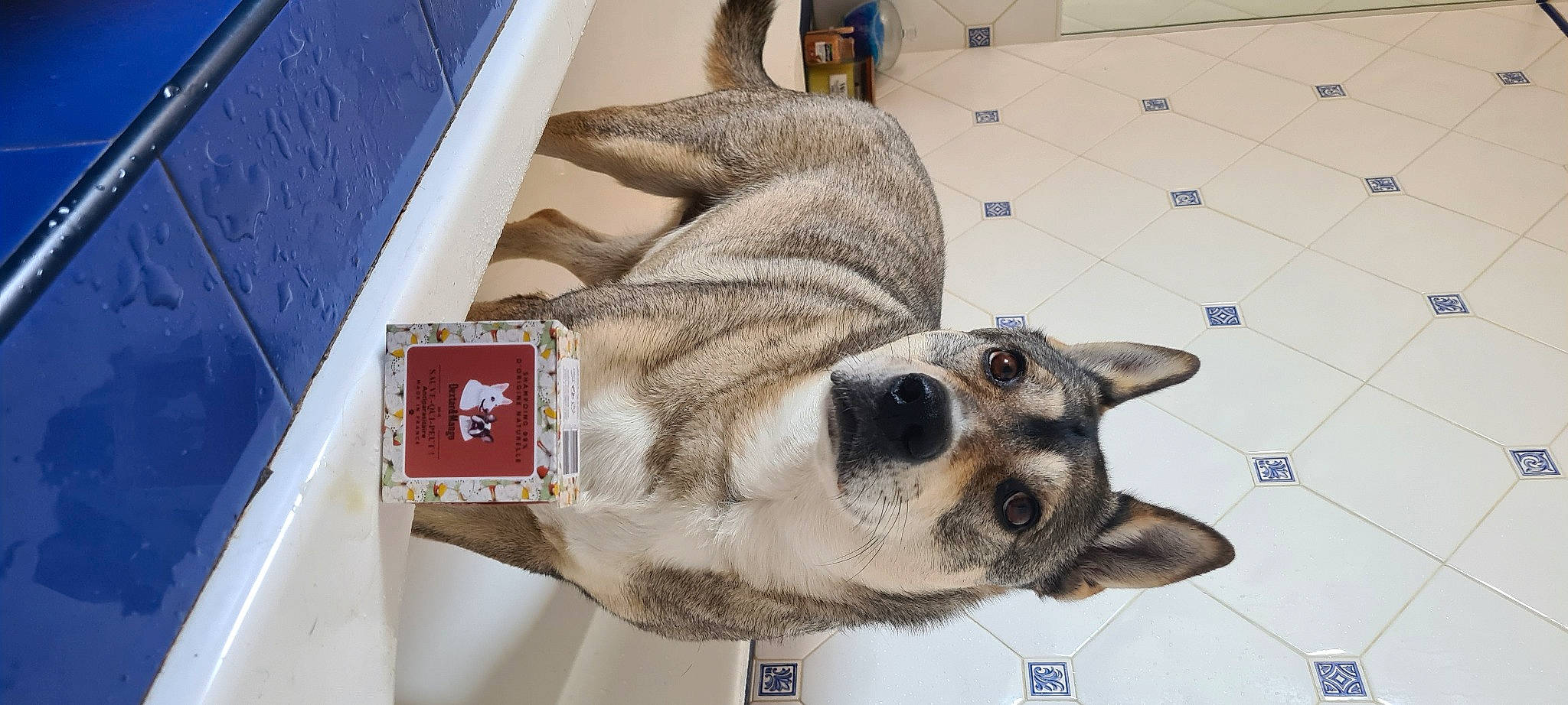 Lola participe au concours pour gagner de l'argent avec cette photo : canidae, carnivore, collar, companion_dog, dog, dog_breed, ear, fawn, flooring, fur, jaw, non_sporting_group, paw, pet_supply, snout, sporting_group, tile, whiskers, working_animal