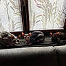 sphynx_cat, cat, hairless_cat, window, curtain, leaf_pattern, indoor, pets, animal, resting, cozy, stone_wall, couch, windowsill, daylight, wrinkled_skin, three_animals, quiet, relaxed, domestic