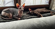 Phyleas a rejoint le concours — aidez-le/la à gagner de superbes lots ! cat, sphynx_cat, hairless_cat, dark_cat, pets, indoor, window, window_blinds, resting, lying_down, mat, feline, ears, domestic, cozy, relaxing, animal, companion, two_animals, sunlight