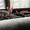 cat, sphynx_cat, hairless_cat, dark_cat, pets, indoor, window, window_blinds, resting, lying_down, mat, feline, ears, domestic, cozy, relaxing, animal, companion, two_animals, sunlight