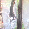 cat, curtain, window, glass_door, silhouette, daylight, climbing, pet, indoor, animal, mischief, sheer_curtain, feline, tail, ears, legs, nature_outside, household, light, shadow