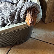 Virgule participe au concours pour gagner de l'argent avec cette photo : dog, blanket, pet_bed, cozy, indoor, floor, tile_floor, brown_dog, curious, snug, head, nose, ears, comfort, warm, furniture, wood, fabric, resting, animal