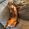 Virgule participe au concours pour gagner de l'argent avec cette photo : dog, dachshund, pet, canine, couch, sofa, blanket, indoor, relaxed, lying_down, brown, fur, paw, ears, nose, animal, cute, cozy, home, portrait