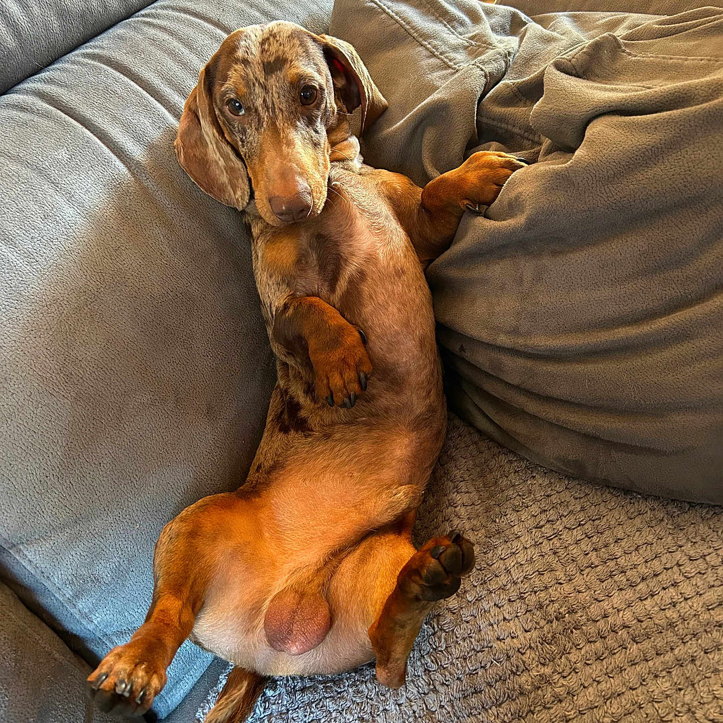 Virgule participe au concours pour gagner de l'argent avec cette photo : dog, dachshund, pet, canine, couch, sofa, blanket, indoor, relaxed, lying_down, brown, fur, paw, ears, nose, animal, cute, cozy, home, portrait