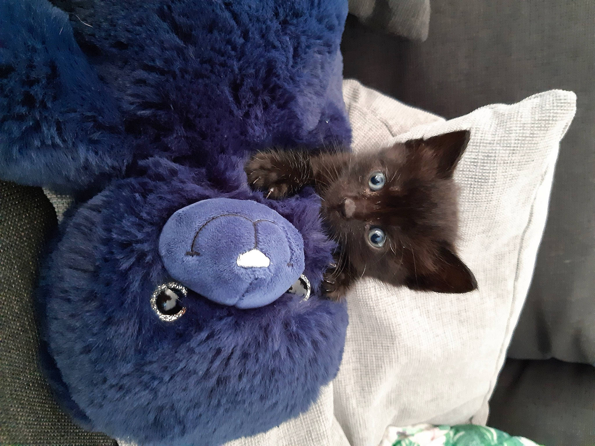 Kirikou a rejoint le concours — aidez-le/la à gagner de superbes lots ! black_cat, bombay, cap, carnivore, cat, comfort, dog_breed, domestic_short_haired_cat, electric_blue, fawn, felidae, fur, grey, purple, small_to_medium_sized_cats, stuffed_toy, tail, textile, toy, whiskers