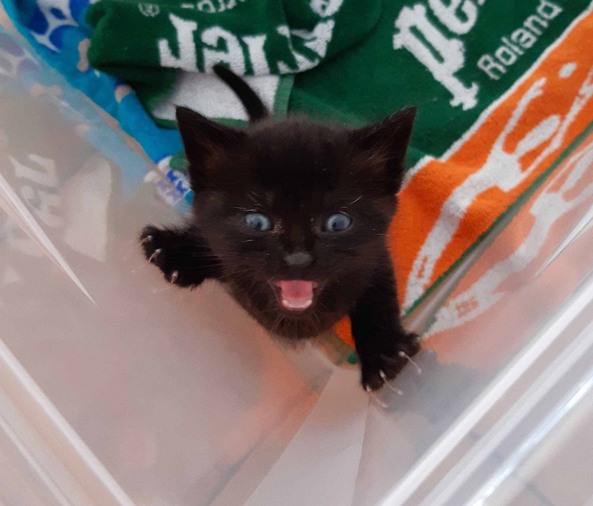 Kirikou a rejoint le concours — aidez-le/la à gagner de superbes lots ! bag, black_cat, bombay, carnivore, cat, domestic_short_haired_cat, electric_blue, fashion_accessory, felidae, fur, personal_protective_equipment, small_to_medium_sized_cats, snout, tail, whiskers