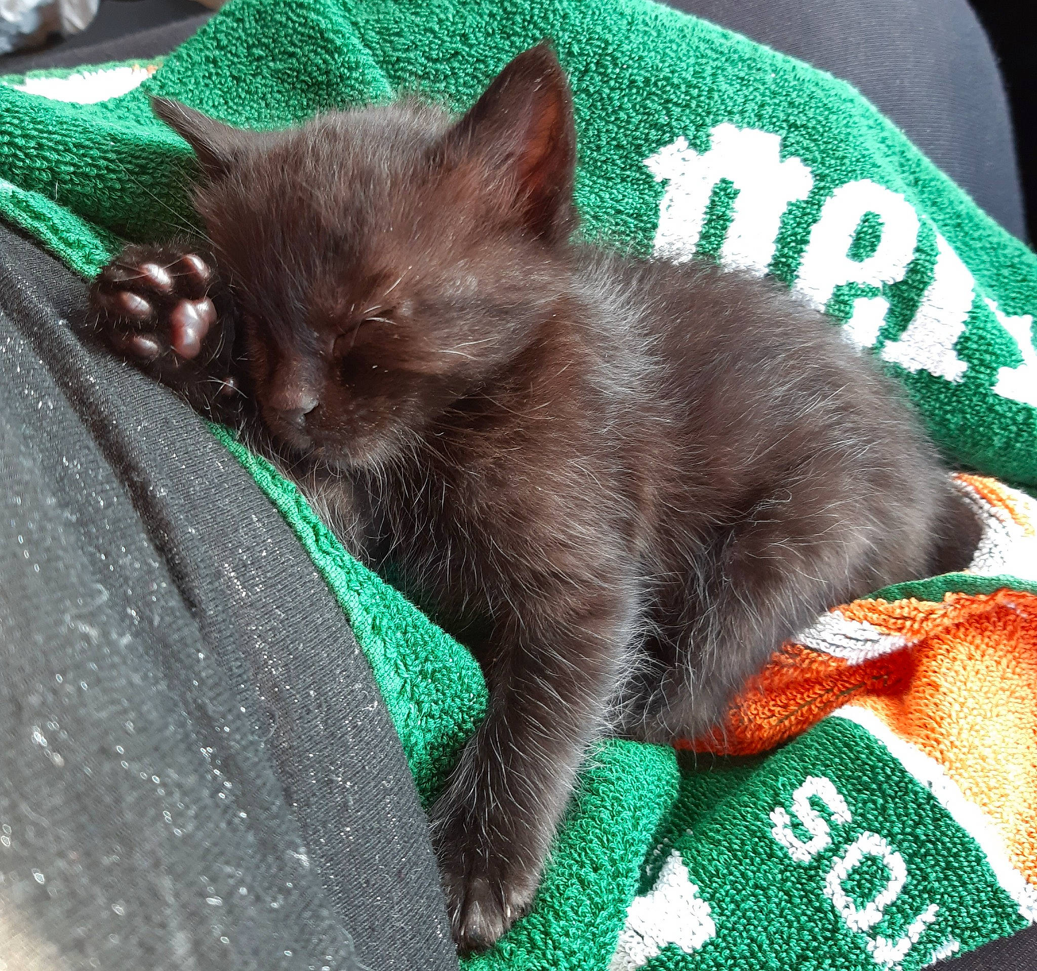 Kirikou a rejoint le concours — aidez-le/la à gagner de superbes lots ! black_cat, bombay, carnivore, cat, cat_supply, claw, domestic_short_haired_cat, felidae, fur, grass, green, havana_brown, korat, nap, paw, small_to_medium_sized_cats, snout, tail, terrestrial_animal, whiskers