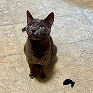 Sparkles is registered to the contest to win money with this photo: cat, gray_cat, green_eyes, toy_mouse, floor, tile_floor, domestic_cat, pet, indoor, animal, whiskers, ears, cute, fur, looking_up, sitting, playful, curious, mammal, feline