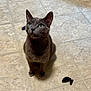 cat, gray_cat, green_eyes, toy_mouse, floor, tile_floor, domestic_cat, pet, indoor, animal, whiskers, ears, cute, fur, looking_up, sitting, playful, curious, mammal, feline