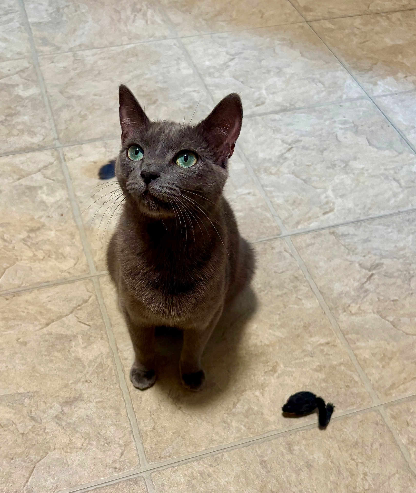 Sparkles is registered to the contest to win money with this photo: cat, gray_cat, green_eyes, toy_mouse, floor, tile_floor, domestic_cat, pet, indoor, animal, whiskers, ears, cute, fur, looking_up, sitting, playful, curious, mammal, feline