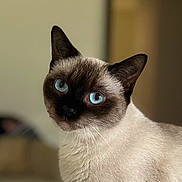 Stella joined the competition — help win amazing prizes! cat, siamese_cat, blue_eyes, close_up, pet, animal, feline, whiskers, ears, fur, indoor, portrait, looking, cute, domestic_animal, mammal, soft_light, blurred_background, head, face