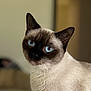 cat, siamese_cat, blue_eyes, close_up, pet, animal, feline, whiskers, ears, fur, indoor, portrait, looking, cute, domestic_animal, mammal, soft_light, blurred_background, head, face