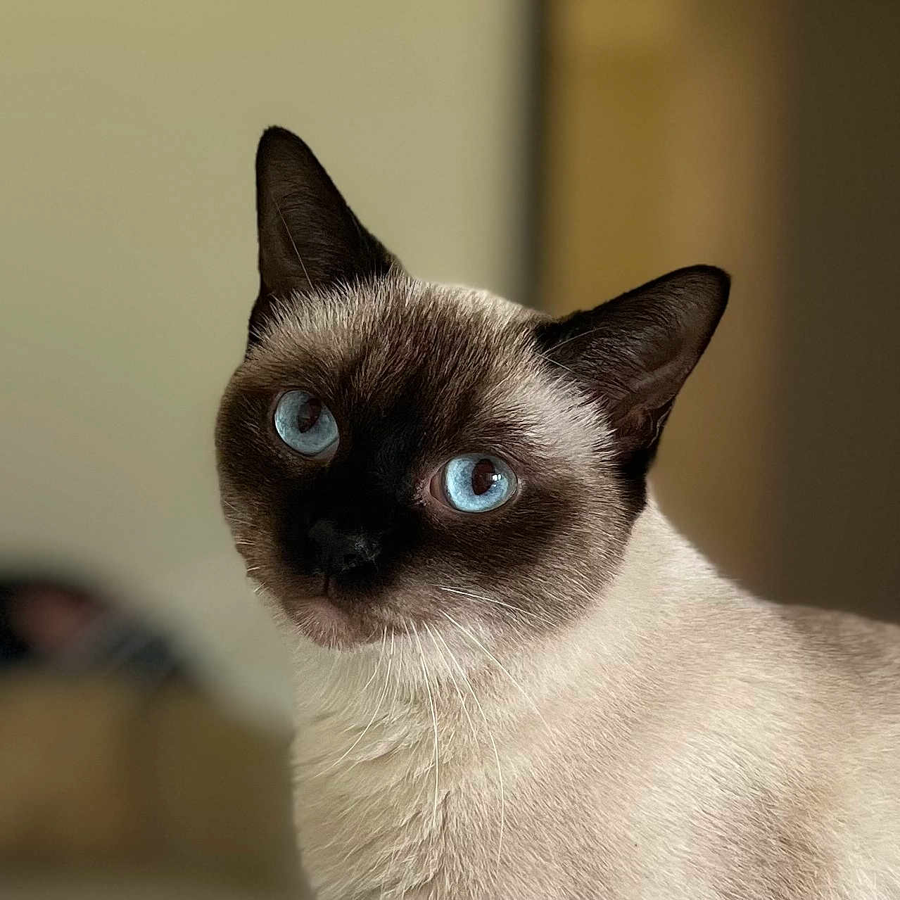 Stella joined the competition — help win amazing prizes! animal, blue_eyes, blurred_background, cat, close_up, cute, domestic_animal, ears, face, feline, fur, head, indoor, looking, mammal, pet, portrait, siamese_cat, soft_light, whiskers