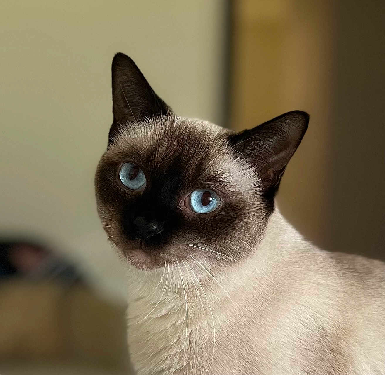 Stella joined the competition — help win amazing prizes! cat, siamese_cat, blue_eyes, close_up, pet, animal, feline, whiskers, ears, fur, indoor, portrait, looking, cute, domestic_animal, mammal, soft_light, blurred_background, head, face