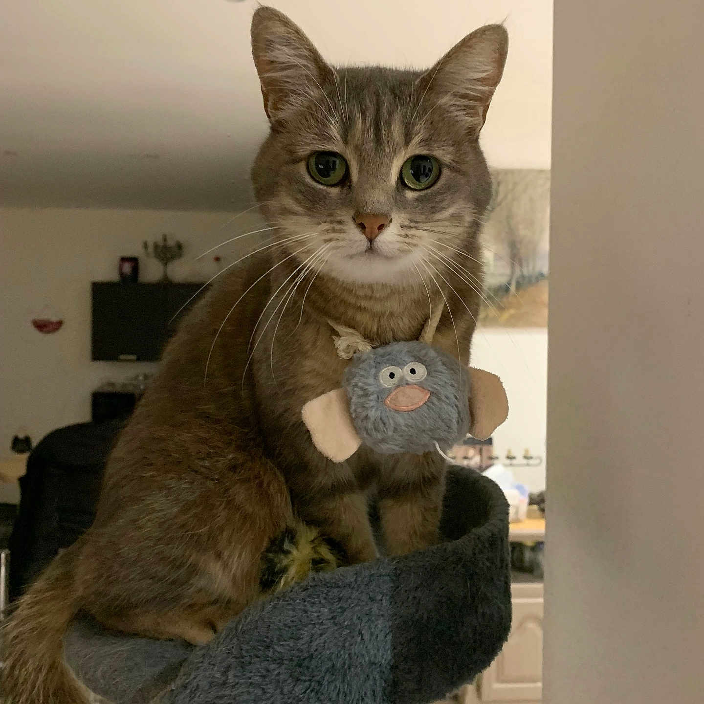 Grisouille Et Diva participe au concours pour gagner de l'argent avec cette photo : abyssinian, animal, cat, computerhardware, couch, egyptiancat, electronics, furniture, hardware, homedecor, indoors, kitten, linen, manx, monitor, pet, plush, screen, toy, wood