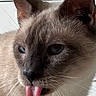 cat, siamese_cat, tongue_out, blue_eyes, close_up, whiskers, fur, pet, animal, cute, playful, indoor, face, ears, nose, mouth, expression, domestic_cat, feline, adorable