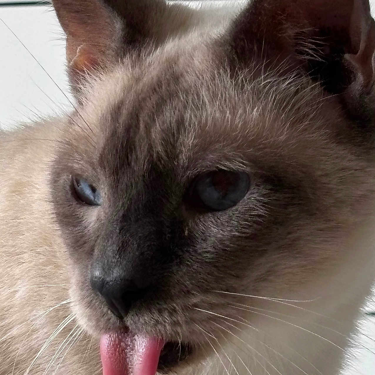 Bali joined the competition — help win amazing prizes! cat, siamese_cat, tongue_out, blue_eyes, close_up, whiskers, fur, pet, animal, cute, playful, indoor, face, ears, nose, mouth, expression, domestic_cat, feline, adorable