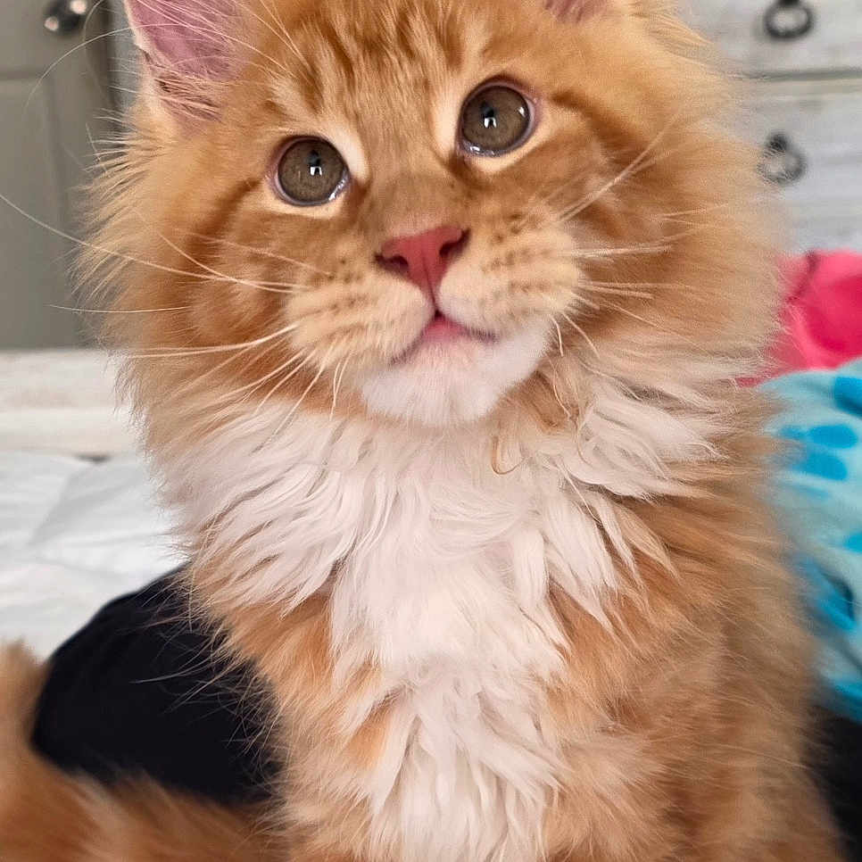 Jynx is registered to the contest to win money with this photo: cat, kitten, orange_tabby, fluffy_fur, big_ears, curious_eyes, pet, domestic_animal, indoor, bed, white_paws, feline, cute, young_cat, whiskers, tabby_pattern, soft_fur, animal_portrait, household, adorable