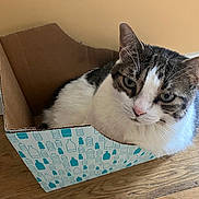 Princess joined the competition — help win amazing prizes! cat, tabby_cat, cardboard_box, indoor, floor, wooden_floor, pet, animal, feline, resting, looking_up, curious, white_fur, striped_fur, wall, beige_wall, box, cozy, domestic_cat, house_pet