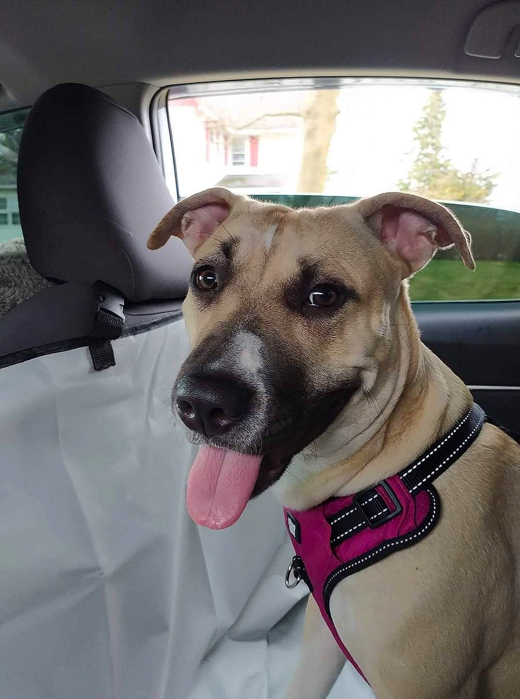 Mia is registered to the contest to win money with this photo: auto_part, car, carnivore, collar, companion_dog, dog, dog_breed, dog_collar, fawn, mammal, pet_supply, rampur_greyhound, sighthound, snout, vehicle, vehicle_door, whiskers, window, windshield, working_animal