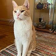 Chuck joined the competition — help win amazing prizes! cat, decorations, display_cabinet, ears, feline, front_paws, home_interior, household, indoor, knick_knacks, natural_light, orange_and_white_cat, pet, pumpkins, serene_expression, sitting, striped_rug, whiskers, window_reflection, wooden_floor