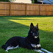 Moxie is registered to the contest to win money with this photo: dog, black_dog, white_markings, grass, lawn, sunlight, fence, wooden_fence, suburban, house, backyard, pet, toy, purple_toy, outdoor, relaxed, animal, canine, daylight, nature