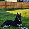 dog, black_dog, white_markings, grass, lawn, sunlight, fence, wooden_fence, suburban, house, backyard, pet, toy, purple_toy, outdoor, relaxed, animal, canine, daylight, nature