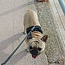 Ulysse a rejoint le concours — aidez-le/la à gagner de superbes lots ! dog, french_bulldog, leash, sidewalk, outdoor, pet, walking, tongue_out, happy, canine, pavement, metal_post, rust, shadow, daylight, closeup, animal, fur, ears, black_harness