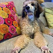 Nailah joined the competition — help win amazing prizes! animal, canine, colorful, comfort, couch, cozy, curly_fur, dog, domestic, fluffy, fur, home, indoor, living_room, paw, pet, pillow, poodle, relaxed, resting