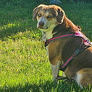 Indica joined the competition — help win amazing prizes! dog, blue_eyes, pink_harness, grass, greenery, sunlight, outdoor, pet, animal, sitting, looking_back, nature, daylight, collar, canine, fur, portrait, garden, shadows, leash