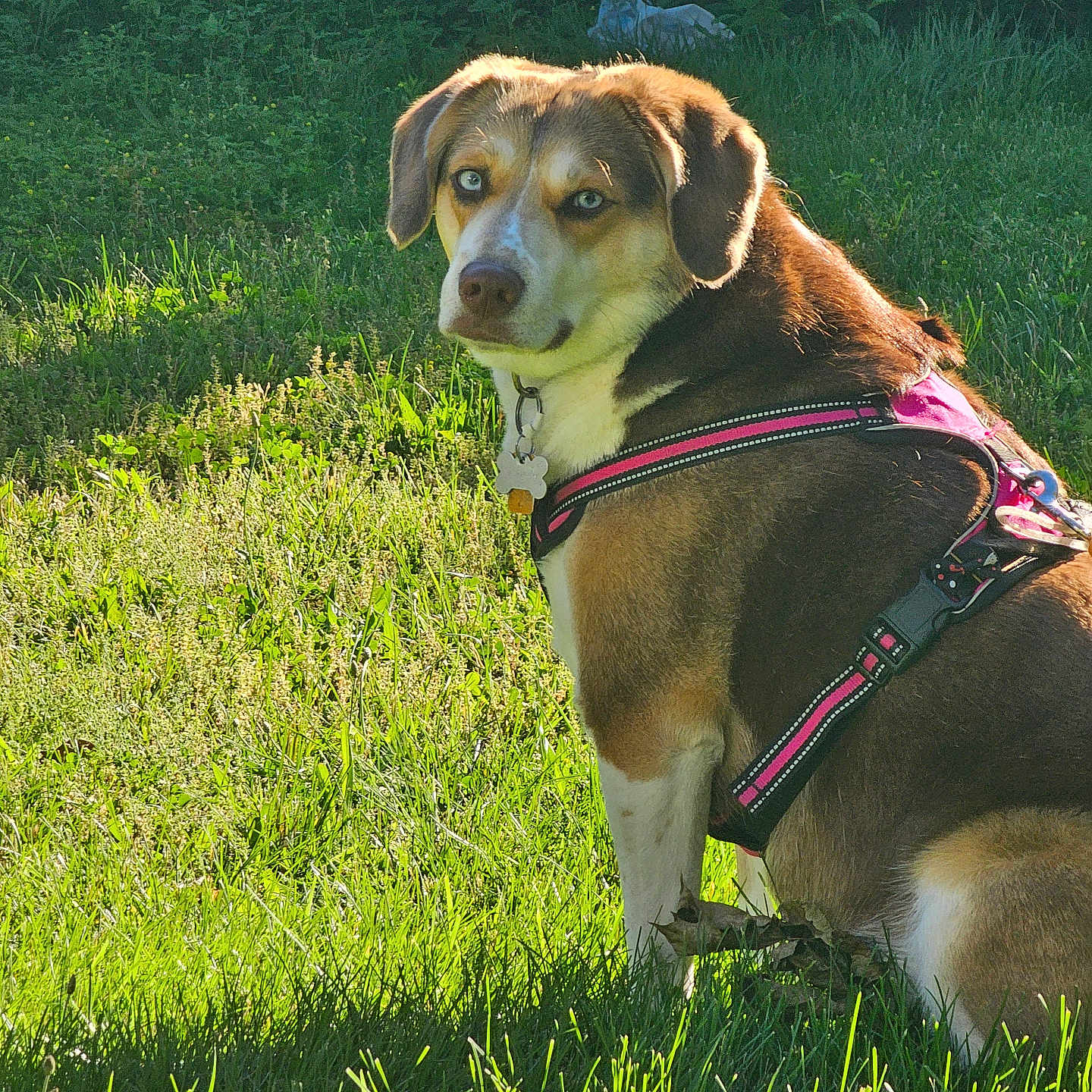 Indica joined the competition — help win amazing prizes! dog, blue_eyes, pink_harness, grass, greenery, sunlight, outdoor, pet, animal, sitting, looking_back, nature, daylight, collar, canine, fur, portrait, garden, shadows, leash