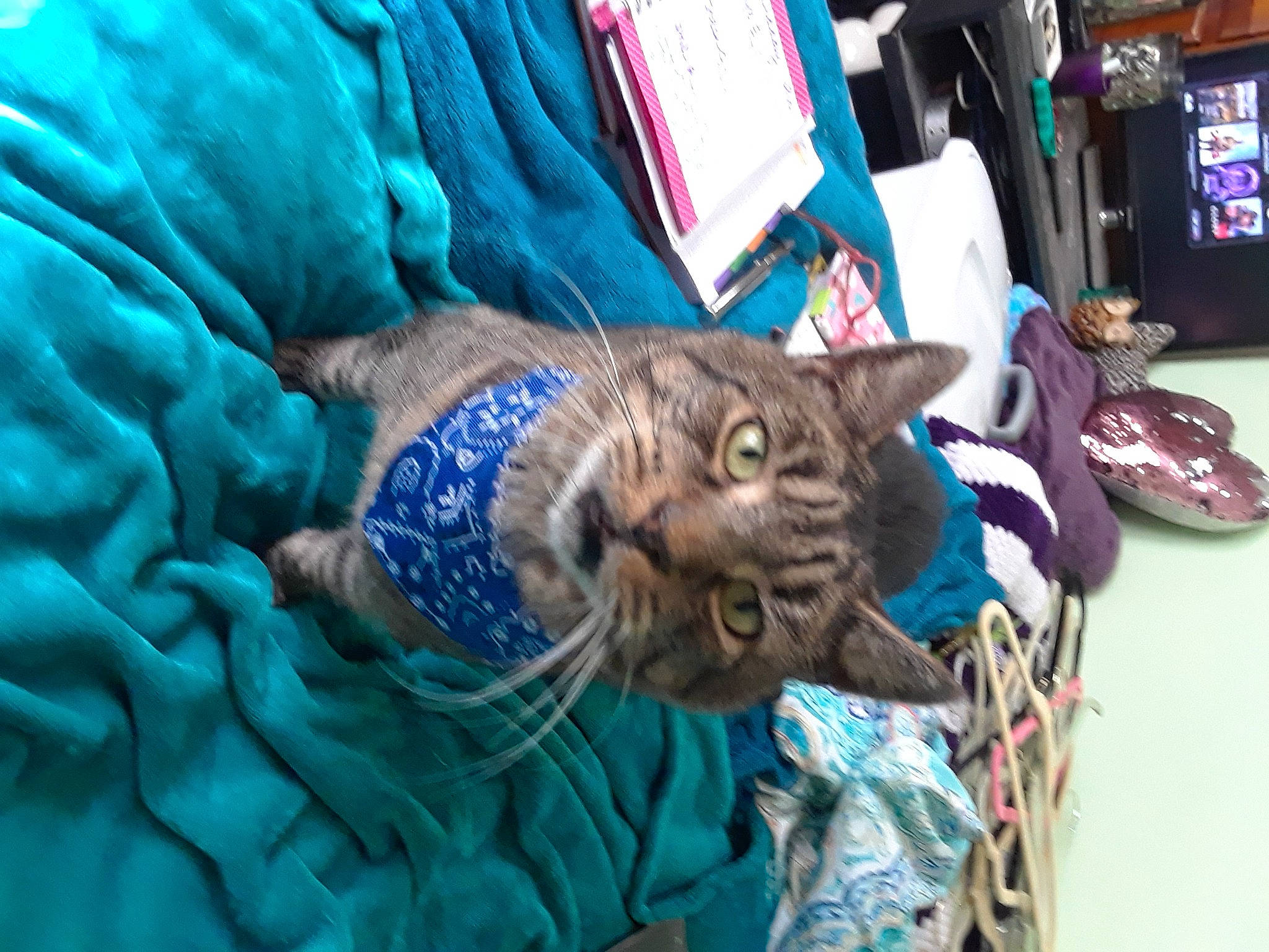 Maxamillion joined the competition — help win amazing prizes! bag, carnivore, cat, claw, comfort, domestic_short_haired_cat, electric_blue, felidae, fur, linens, pattern, small_to_medium_sized_cats, whiskers