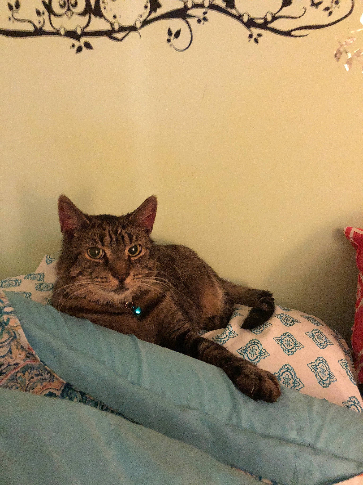 Maxamillion joined the competition — help win amazing prizes! brown, carnivore, cat, comfort, couch, domestic_short_haired_cat, fawn, felidae, fur, grey, linens, plant, room, small_to_medium_sized_cats, tail, textile, tree, twig, whiskers, window