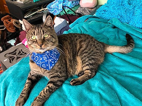 Maxamillion is registered to the contest to win money with this photo: carnivore, cat, claw, comfort, domestic_short_haired_cat, felidae, fur, mammal, paw, small_to_medium_sized_cats, tail, terrestrial_animal, vertebrate, whiskers