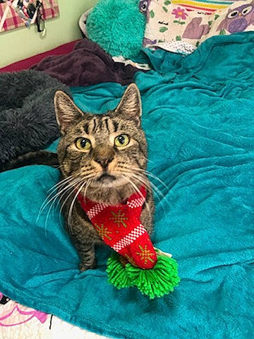 Maxamillion is registered to the contest to win money with this photo: carnivore, cat, cat_supply, claw, comfort, domestic_short_haired_cat, fawn, felidae, fur, grass, green, linens, pattern, plant, sitting, small_to_medium_sized_cats, t_shirt, tail, toy, whiskers