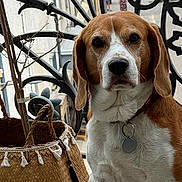 Oscar participe au concours pour gagner de l'argent avec cette photo : animal, background, balcony, basket, beagle, calm, closeup, collar, decorative, dog, fence, iron_railings, leash, outdoor, pet, portrait, sitting, street, tag, woven