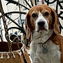 animal, background, balcony, basket, beagle, calm, closeup, collar, decorative, dog, fence, iron_railings, leash, outdoor, pet, portrait, sitting, street, tag, woven