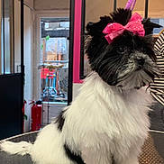 Blue participe au concours pour gagner de l'argent avec cette photo : animal, black_and_white, bow, cute, dog, fire_extinguisher, floor, fluffy, fur, indoor, leash, person_partial, pet, pink_bow, puppy, sitting, small_dog, striped_clothing, table, window